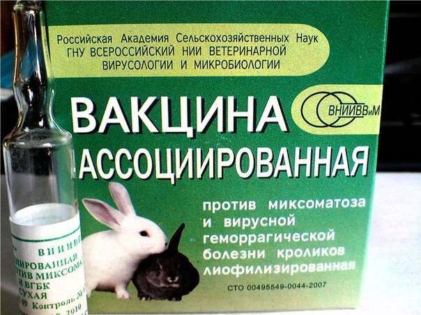 Ассоциированная вакцина для кроликов: для профилактики каких болезней используется, противопоказания и побочные реакции, как делать