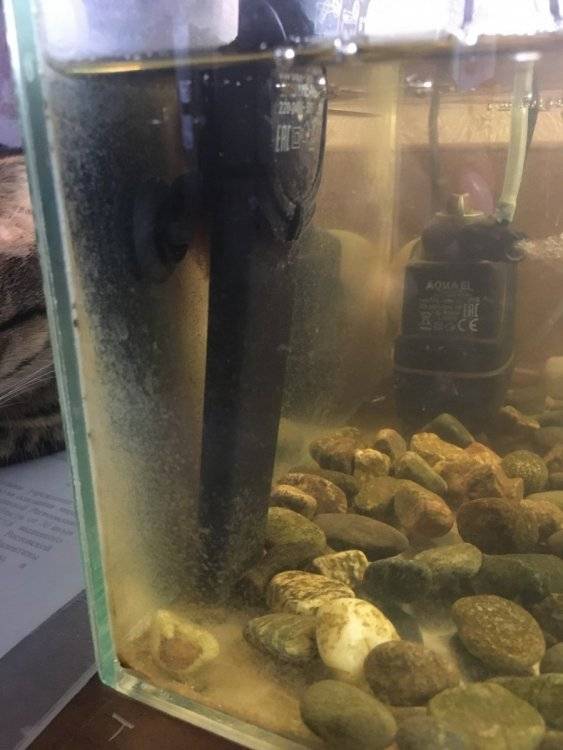 Почему быстро мутнеет вода в аквариуме с красноухими черепахами