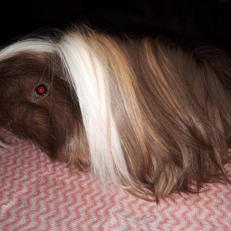Перуанская волосатая морская свинка: описание, цена, уход и содержание