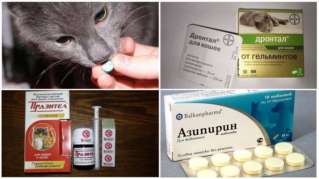 Глисты у кошки: как вывести, проверенные лекарства