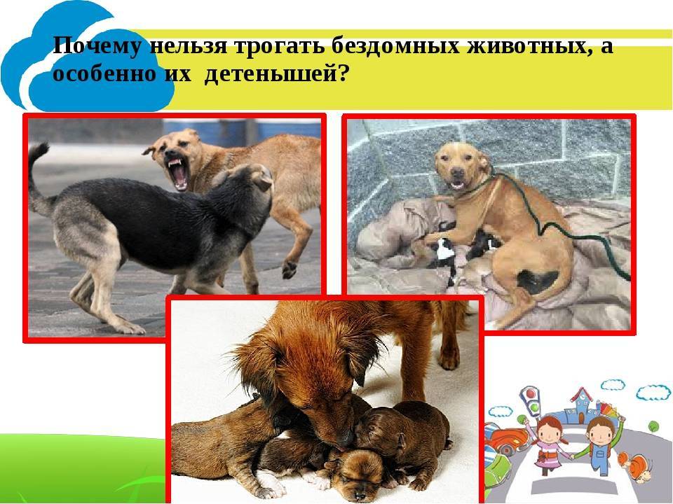 Почему мусульмане не любят собак и нельзя их трогать
