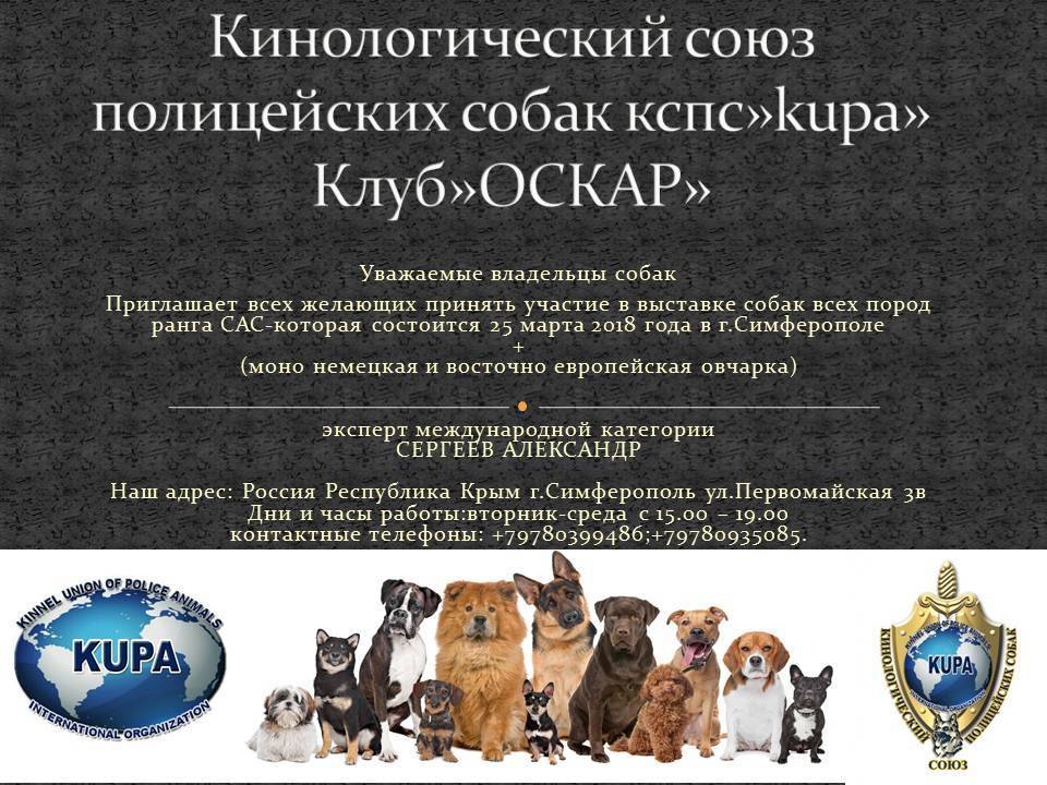 Служебные собаки. описание, особенности, дрессировка и породы служебных собак | живность.ру