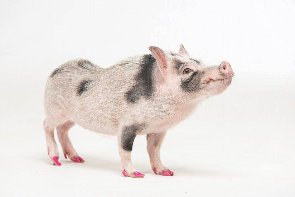 Распространенные болезни свиней (мини пигов)