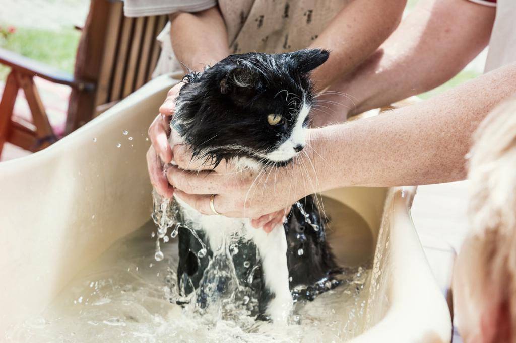 ᐉ искупать кошку правильно советы ветеринаров. как приучить кота к водным процедурам и можно ли это сделать. как купать кошек правильно - imagestudiotouch.ru