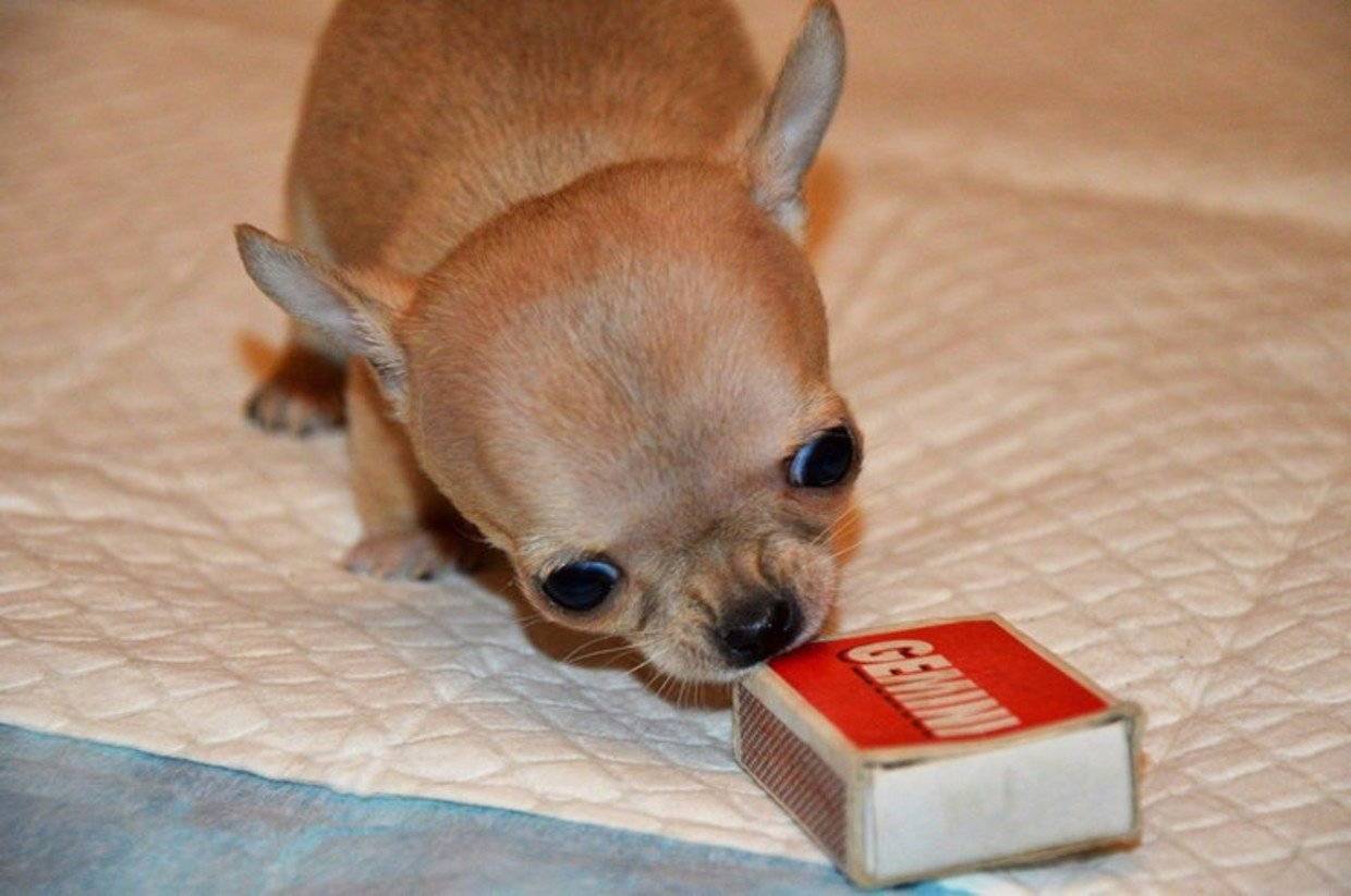 Какая порода самой маленькой собаки. Собака чихуахуа Милли. Самая маленькая собака в мире туди. Чихуахуа чудо Милли. Чихуахуа Милли самая маленькая.