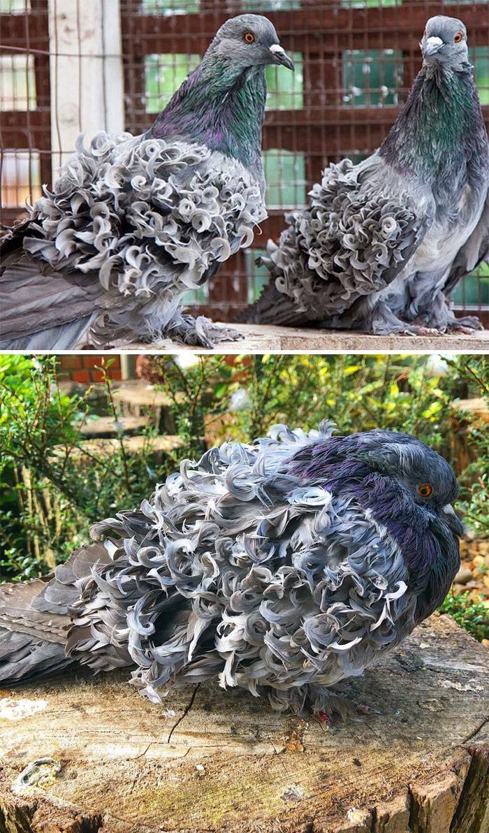 20+ необычных видов голубей, о существовании которых вы не подозревали :: инфониак