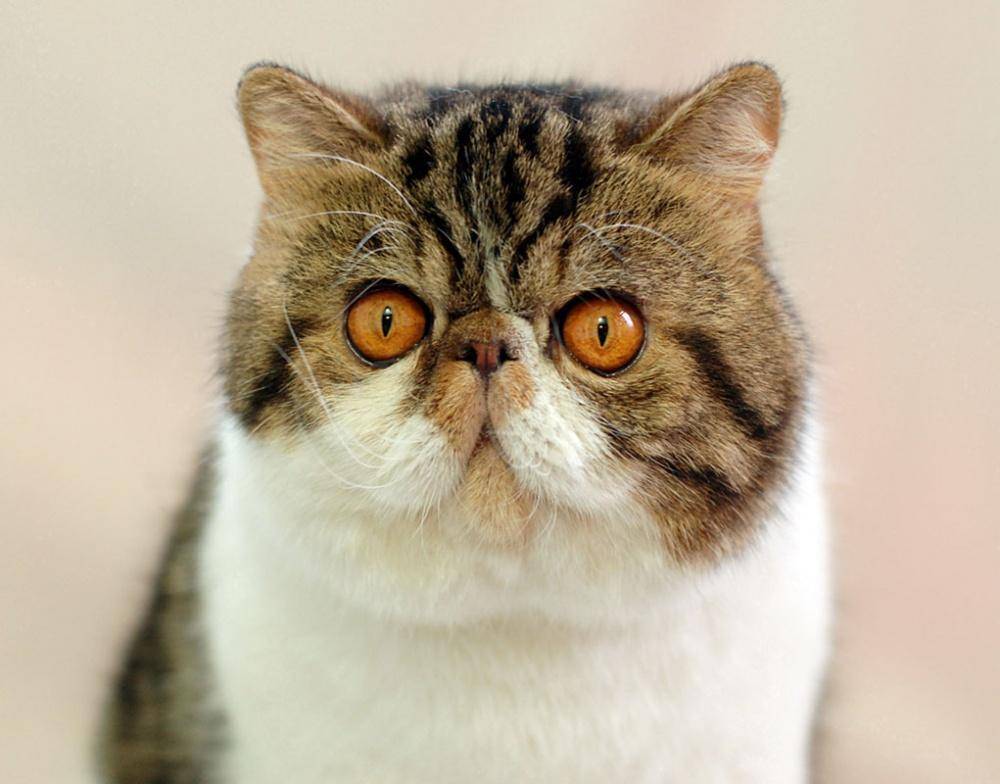 Экзотическая кошка: фото, описание породы, характера, здоровья