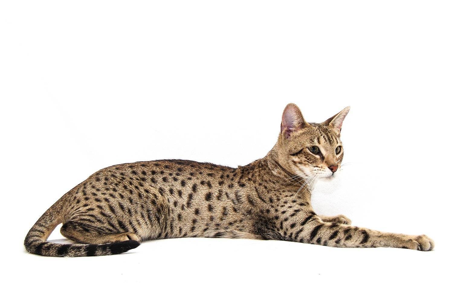 Топ 10 самых дорогих пород кошек мира в порядке убывания