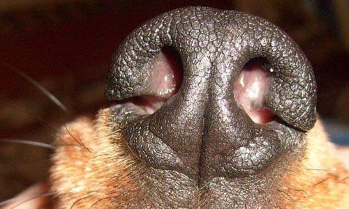 У собаки сопли из носа