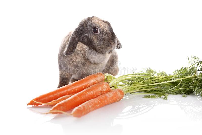 Можно ли кроликам давать ботву моркови?