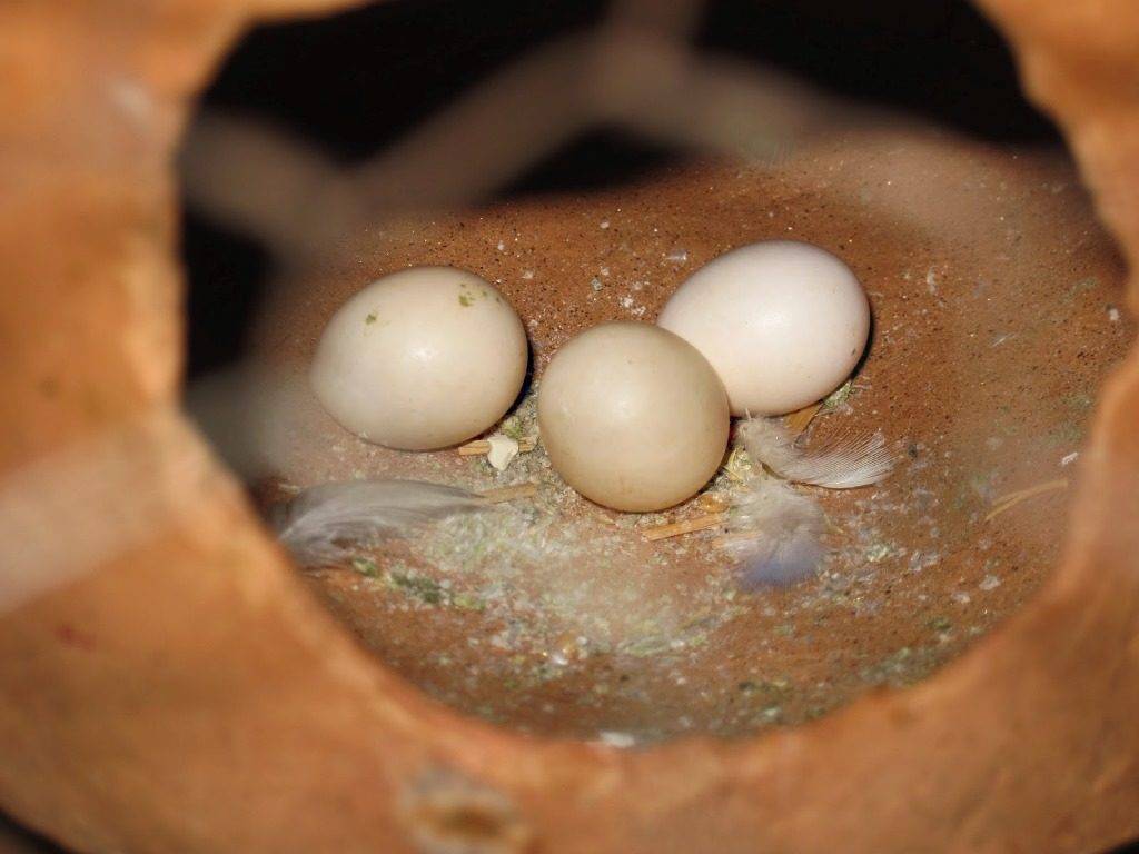 Плодное яйцо и беременность | патология развития плодного яйца