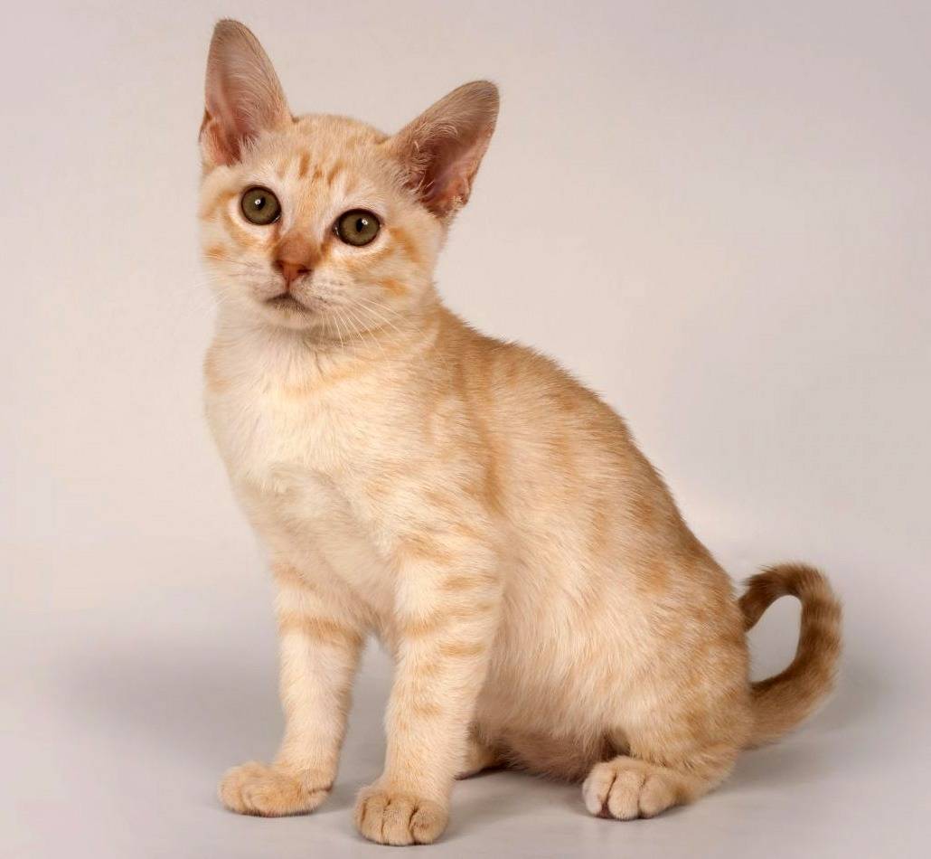 Австралийская дымчатая кошка: описание породы, уход, цена