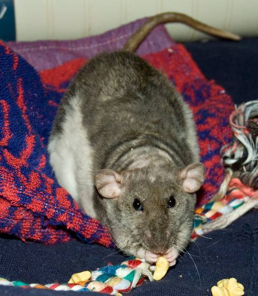 Сколько живут декоративные крысы в домашних условиях?