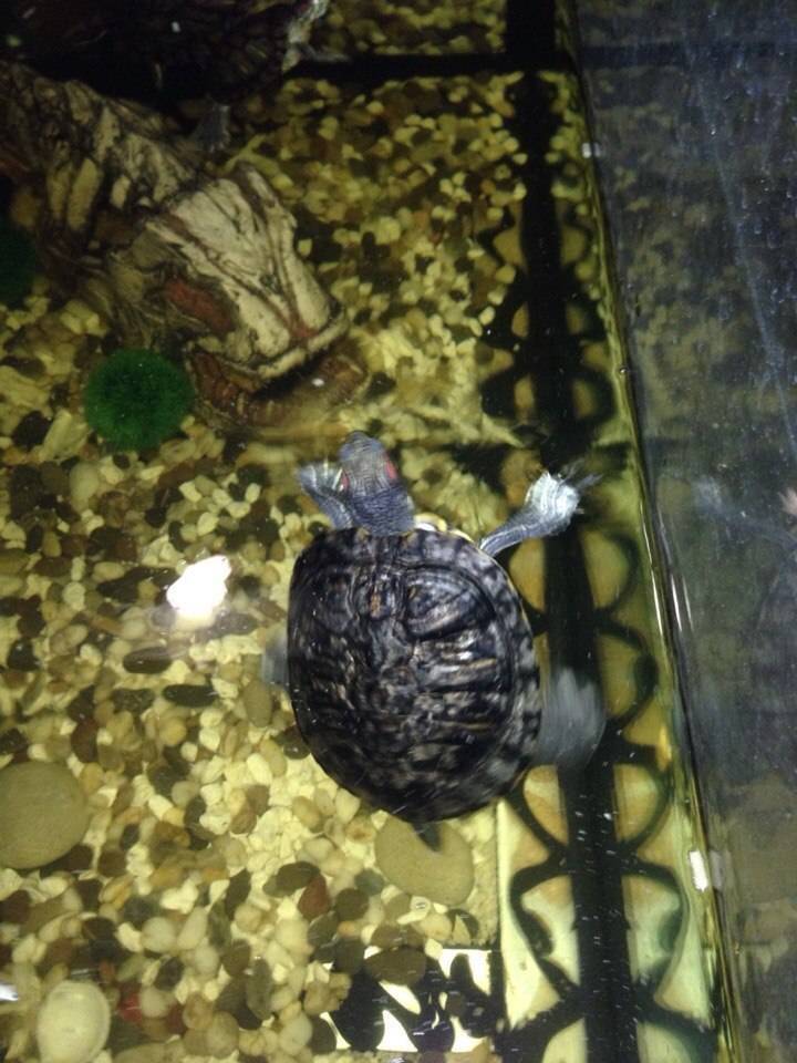 Как спят красноухие черепахи в аквариуме в домашних условиях и в дикой природе