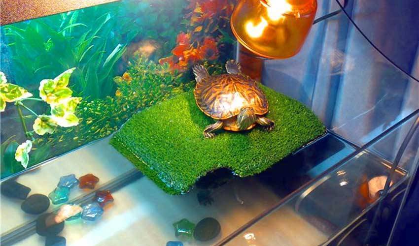 Аквариум для красноухой черепахи своими руками