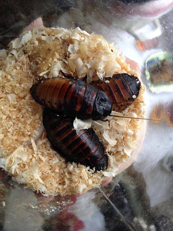 Мраморные тараканы — как разводить правильно