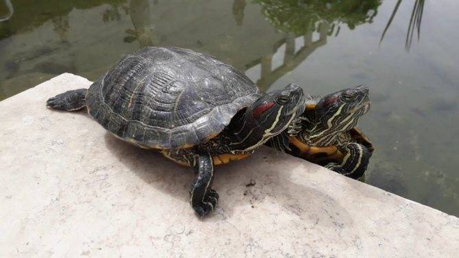 Сколько лет живут черепахи в домашних условиях: морские, красноухие