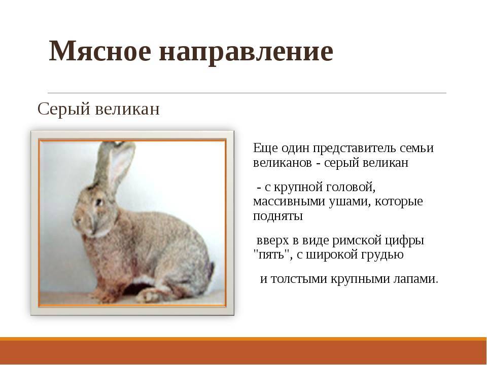 Кролики великаны: породы - серый и белый, в каком возрасте скрещивание