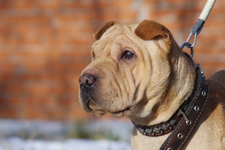 Шарпей: описание породы собак, цена щенков