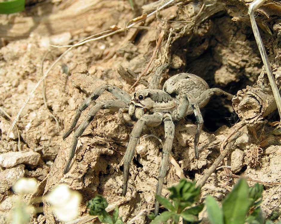 Бразильский странствующий паук (бегун, блуждающий, солдат)