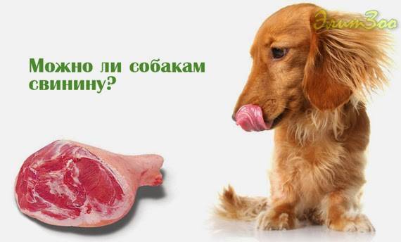 Почему собак нельзя кормить свининой - домашние наши друзья