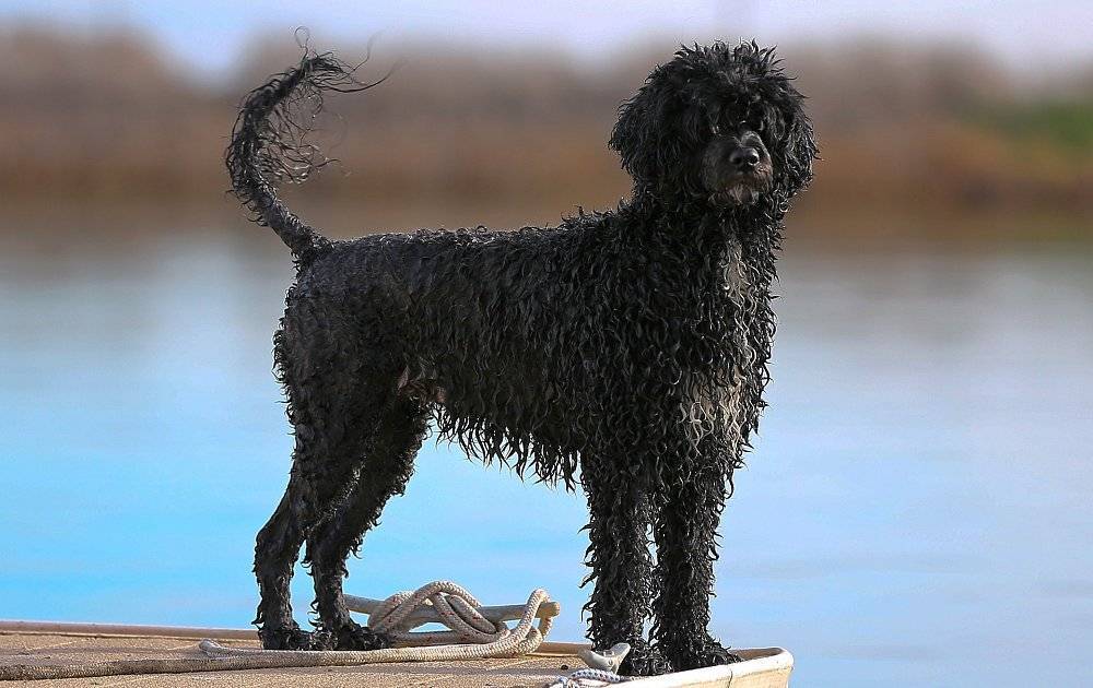 Португальская водяная собака: кан ди агуа