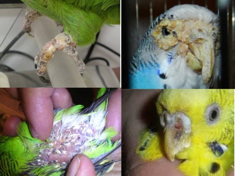 Основные болезни волнистых попугаев, их симптомы и лечение