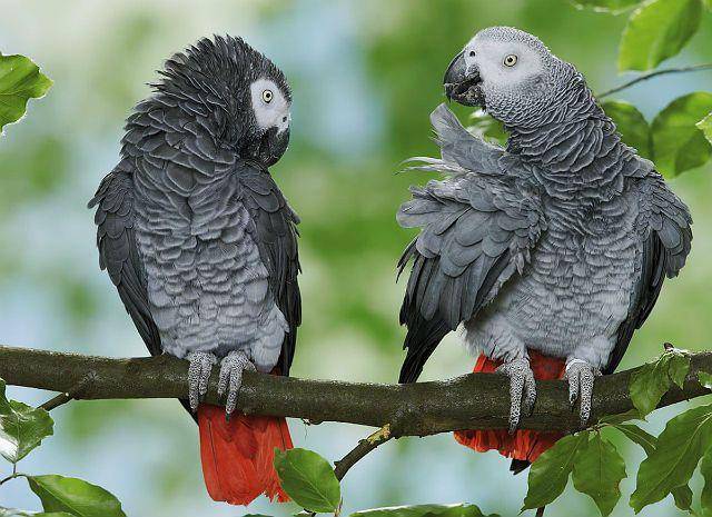 Сколько лет живут попугаи жако и как продлить срок жизни