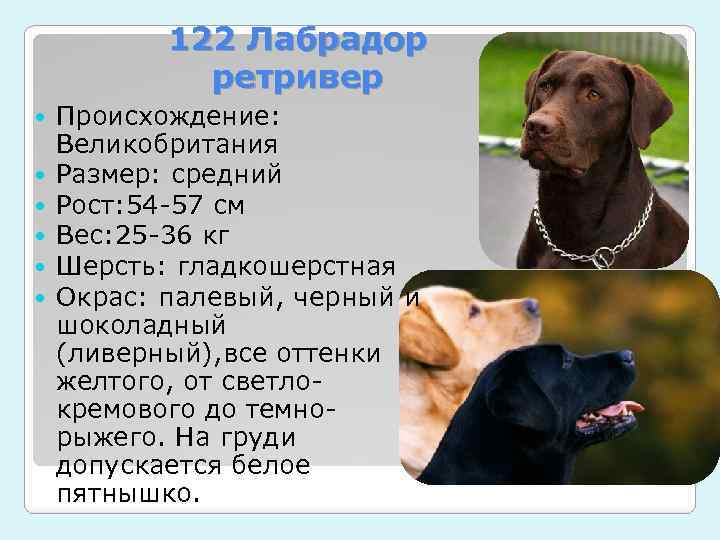 Лабрадор-ретривер - порода собак - информация и особенностях | хиллс