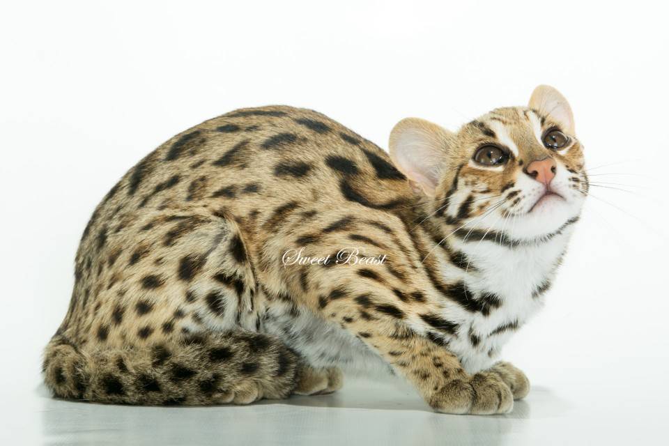 Леопардовый кот - leopard cat - abcdef.wiki