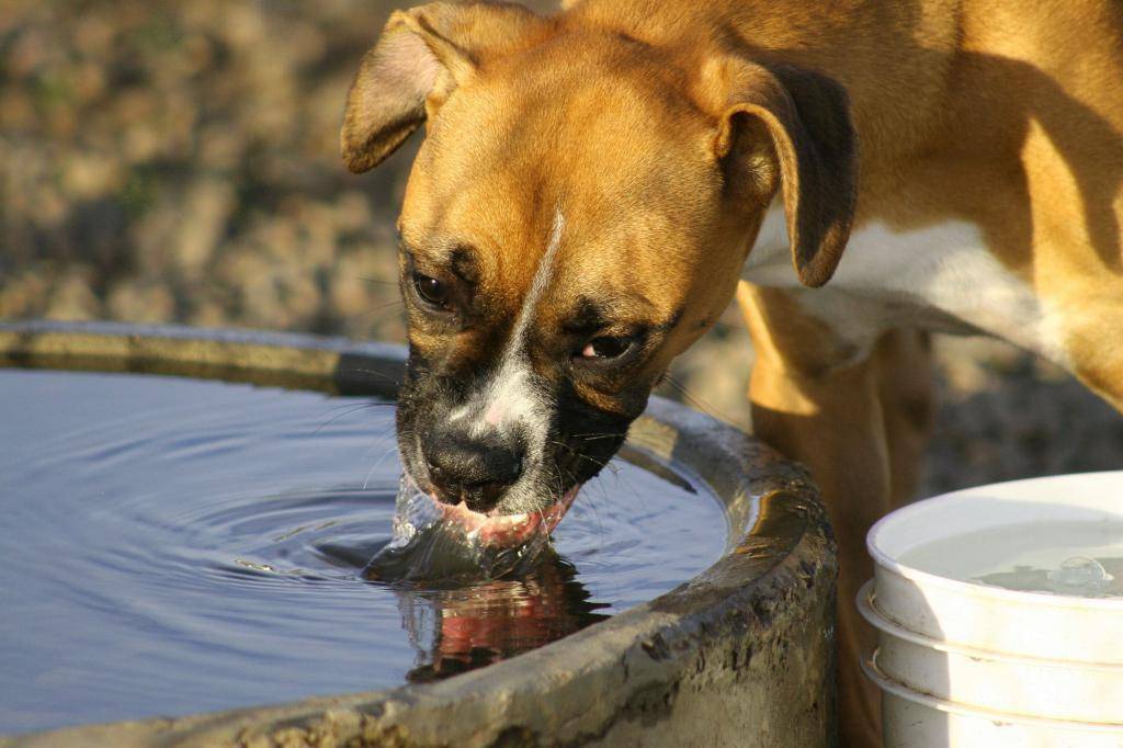 Почему собака не пьет воду? но ест или собака не пьет и не ест