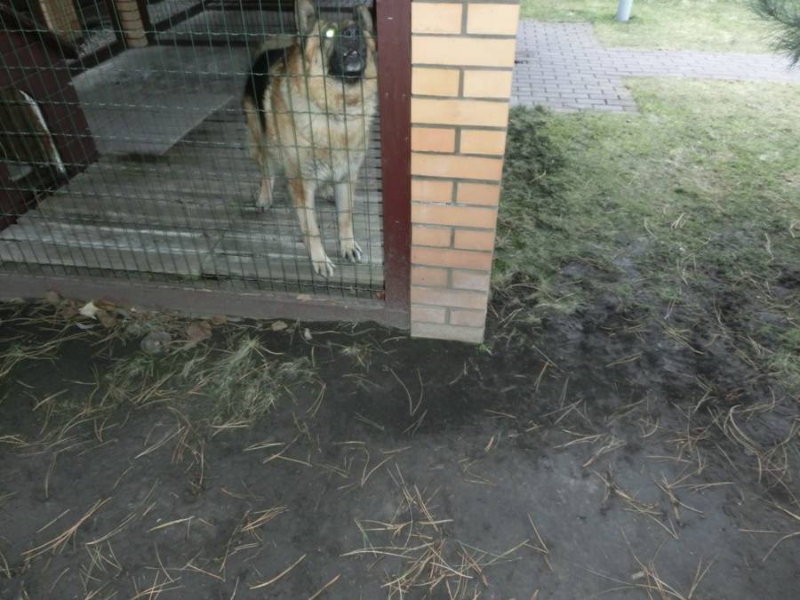 Почему воет собака во дворе приметы. к чему собака роет яму