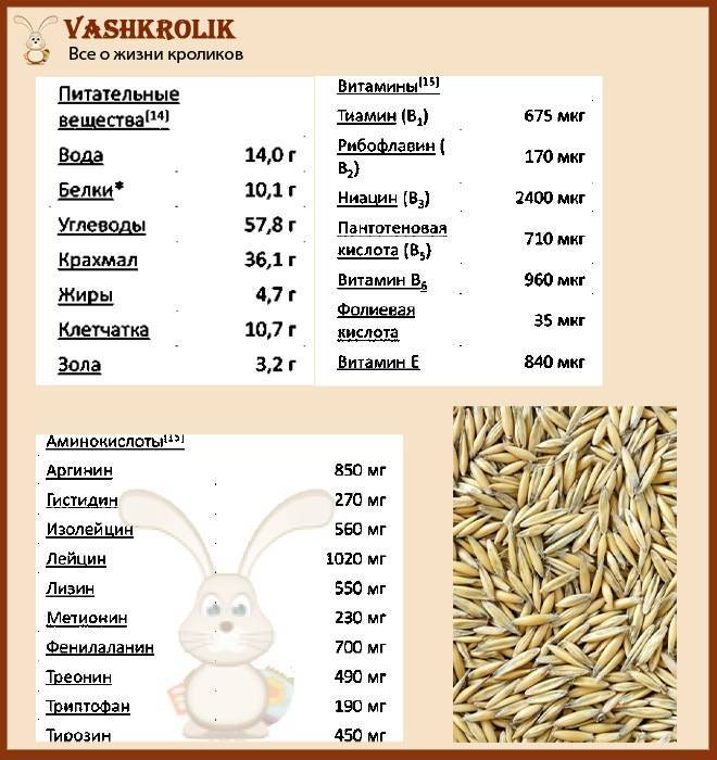 Какими кашами можно кормить кроликов