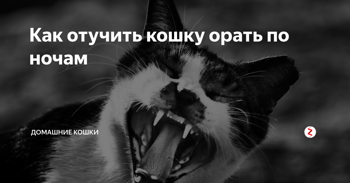 4 причины, почему кошка постоянно мяукает и орет - kotiko.ru