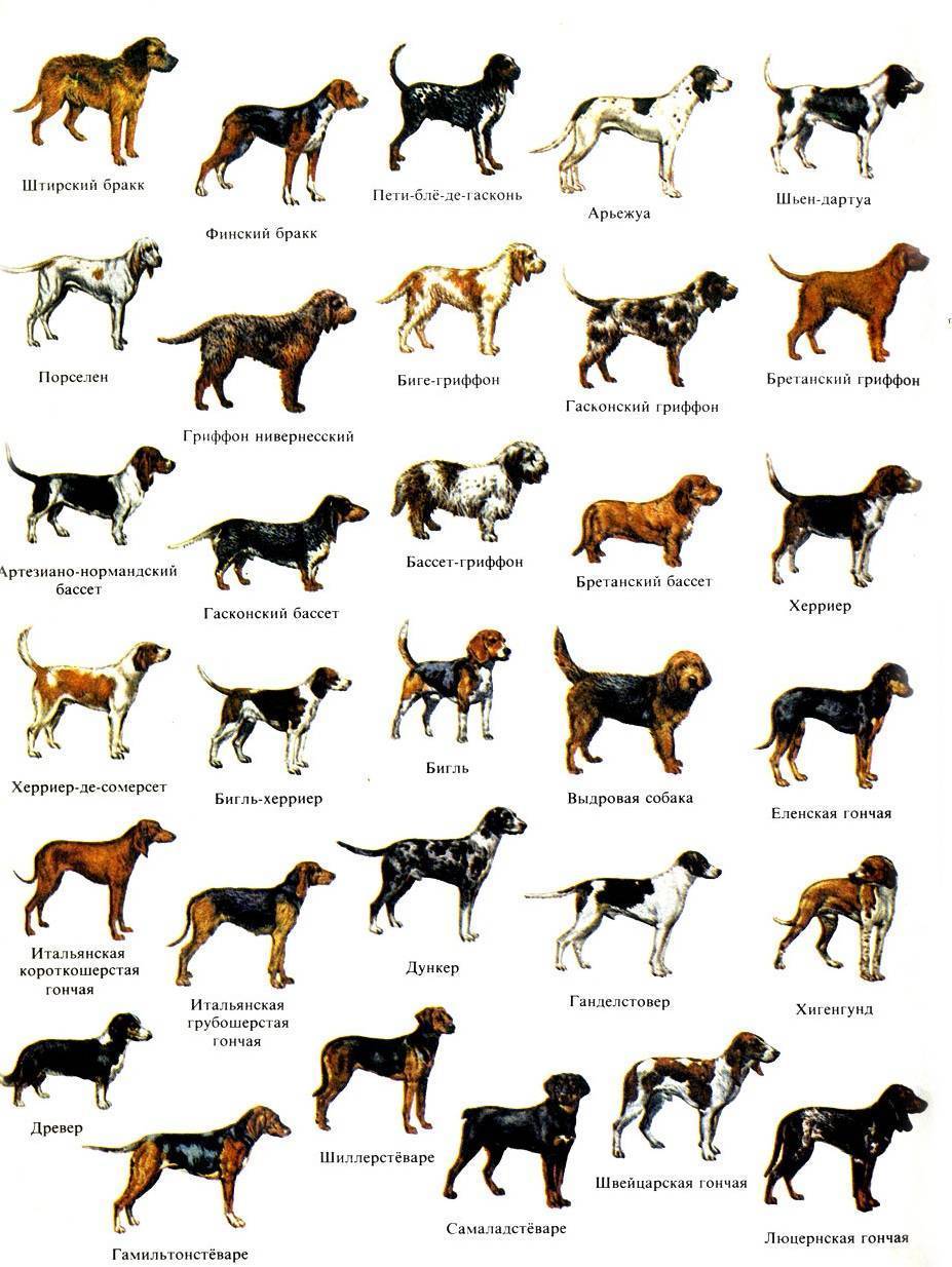 Средние породы собак с фотографиями и названиями