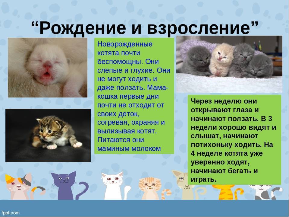 Фото котят по месяцам от рождения