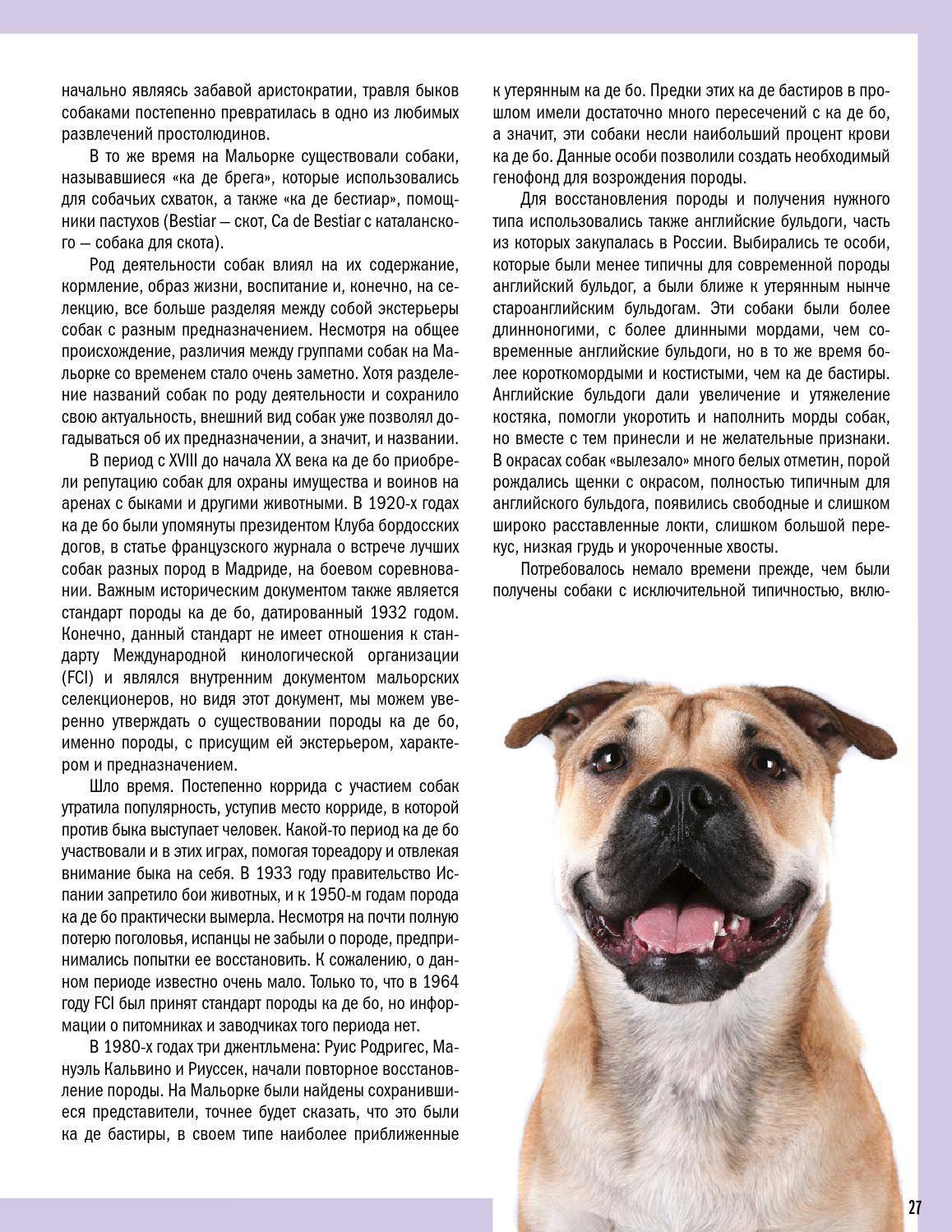 Ка-де-бо: фото, характеристика и описание породы собак