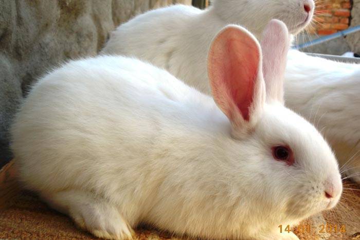 Белый паннон - описание кролика, особенности содержания и разведения - домашние наши друзья