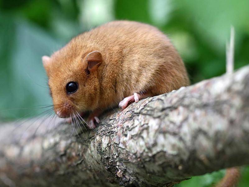 Разновидности мышей - все виды домашних и диких мышек