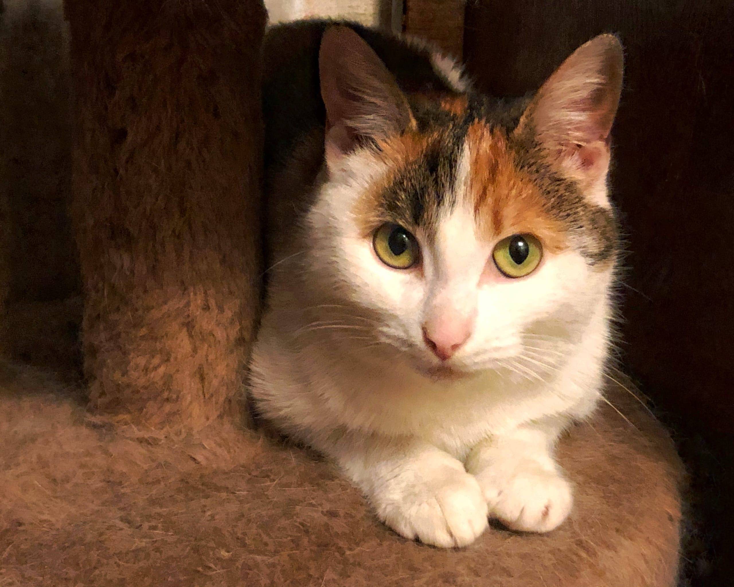 Трехцветная кошка. описание, особенности, приметы и породы трёхцветных кошек | живность.ру