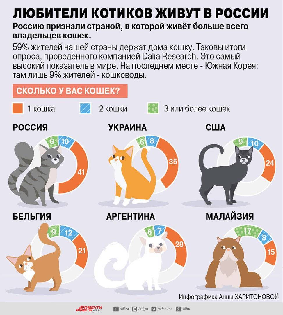 Сколько существует пород кошек в мире | количество видов