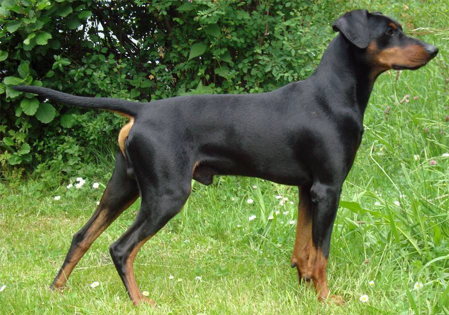 Немецкие породы собак: фото, виды и описание самых известных