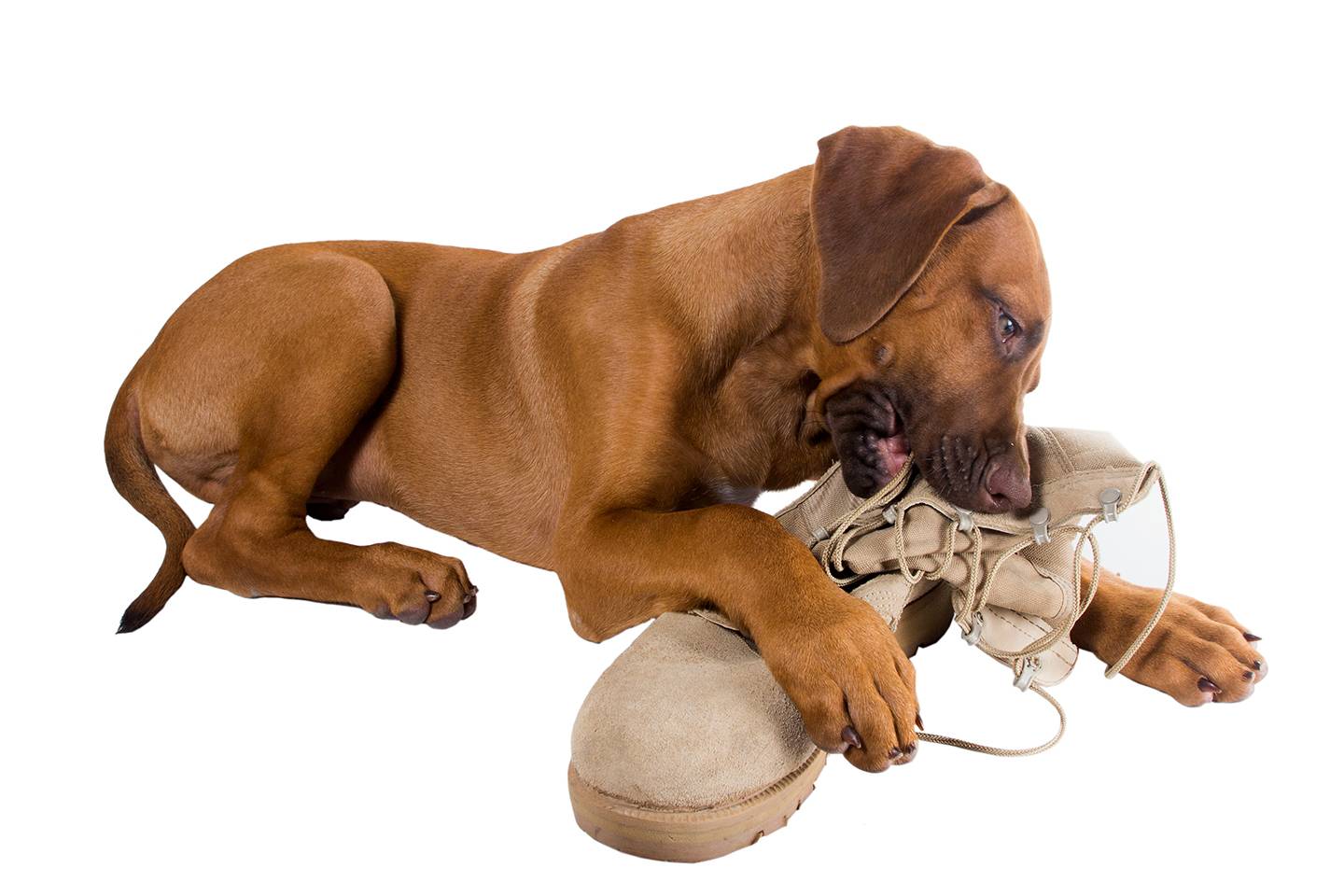Почему некоторые собаки любят валяться в экскрементах? - статьи