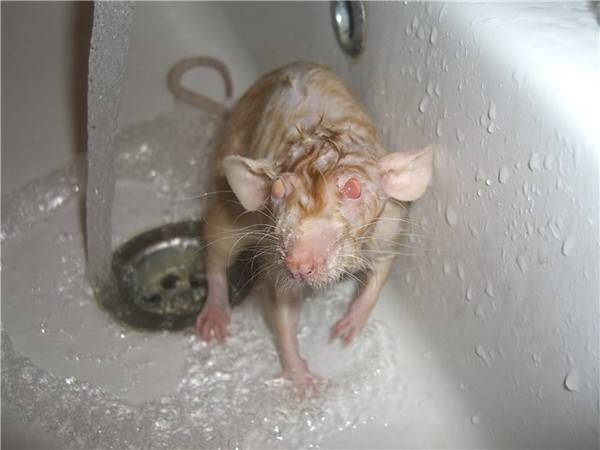 Как мыть крысу в домашних условиях правильно и безопасно