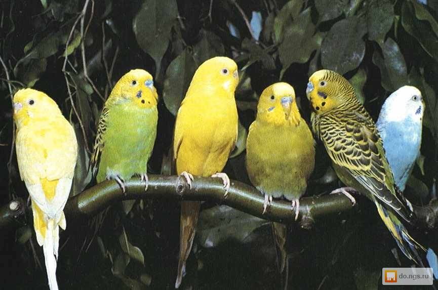 Где живут попугаи: места обитания в дикой природе, фото