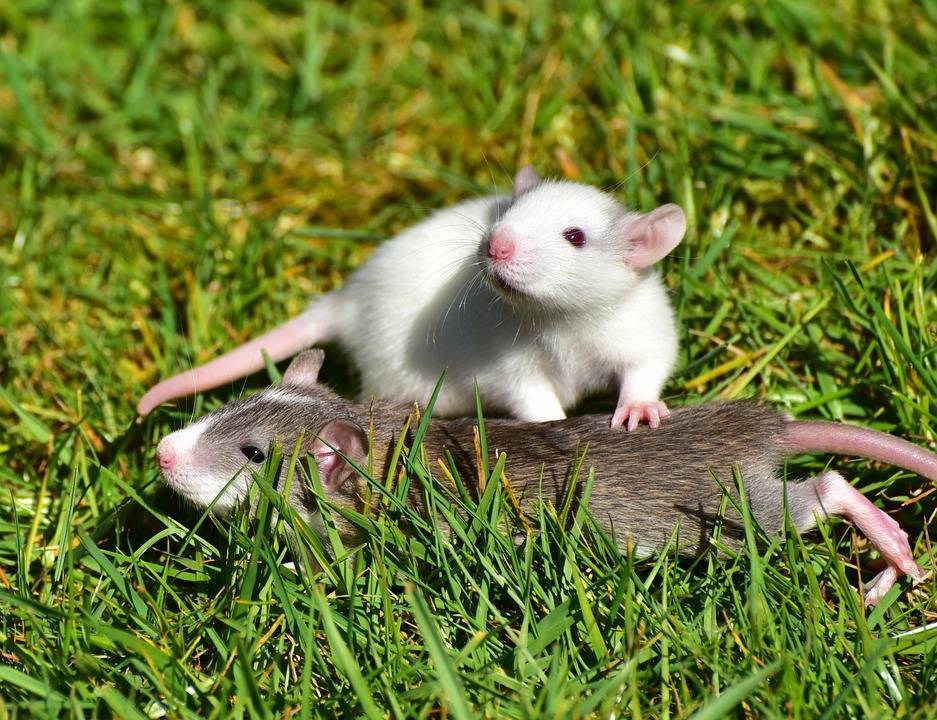 Домашняя мышь — описание, виды, чем питается