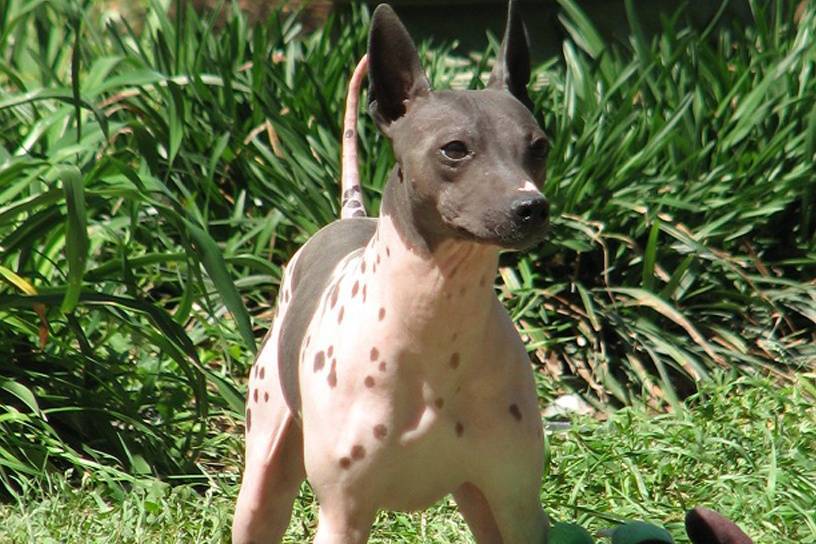 Американский голый терьер: описание, стандарт собаки, уход, фото