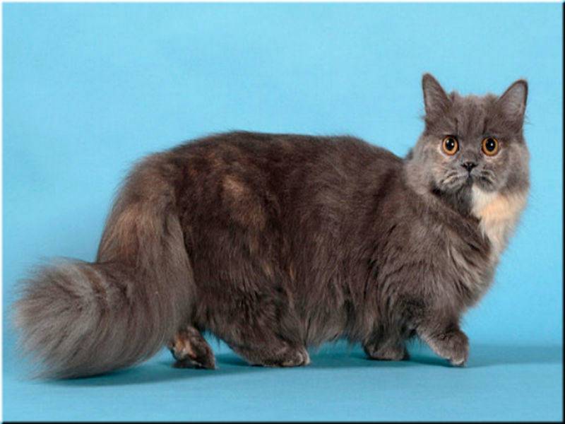 Порода кошек наполеон, или менуэт: фото, описание стандартов, окрасы, характер