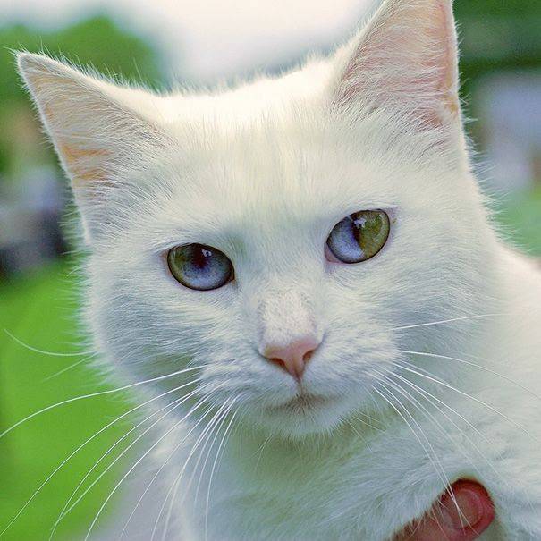 Магия кошки. белый и черный питомец