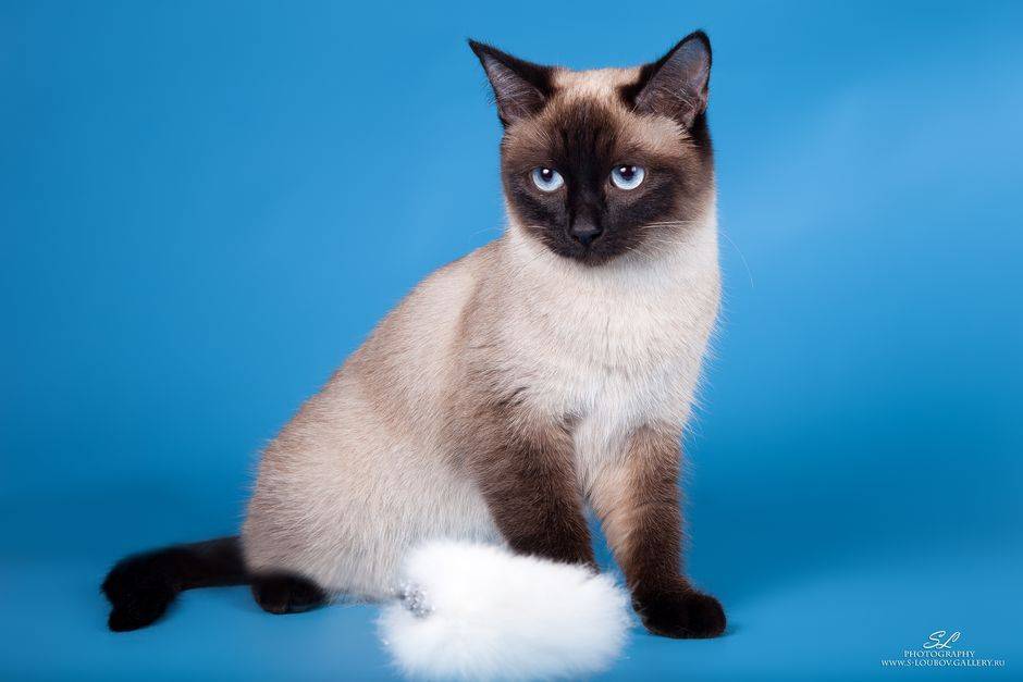 Тайская кошка фото и описание породы характер